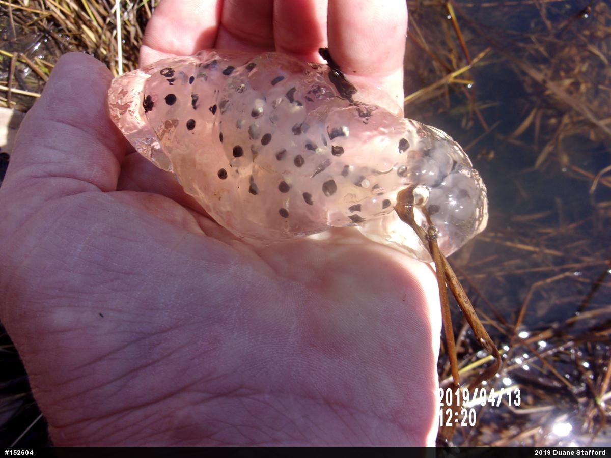 Spotted Salamander