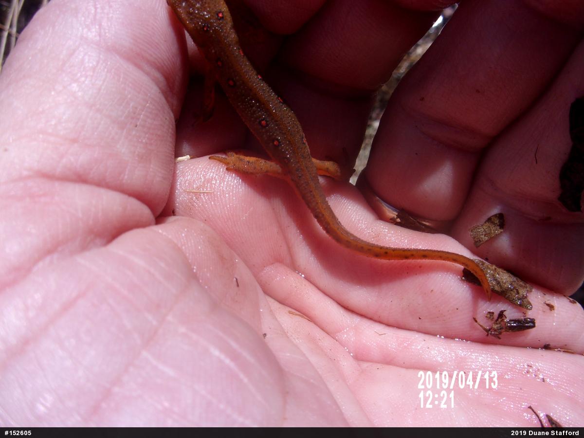 Red-spotted Newt