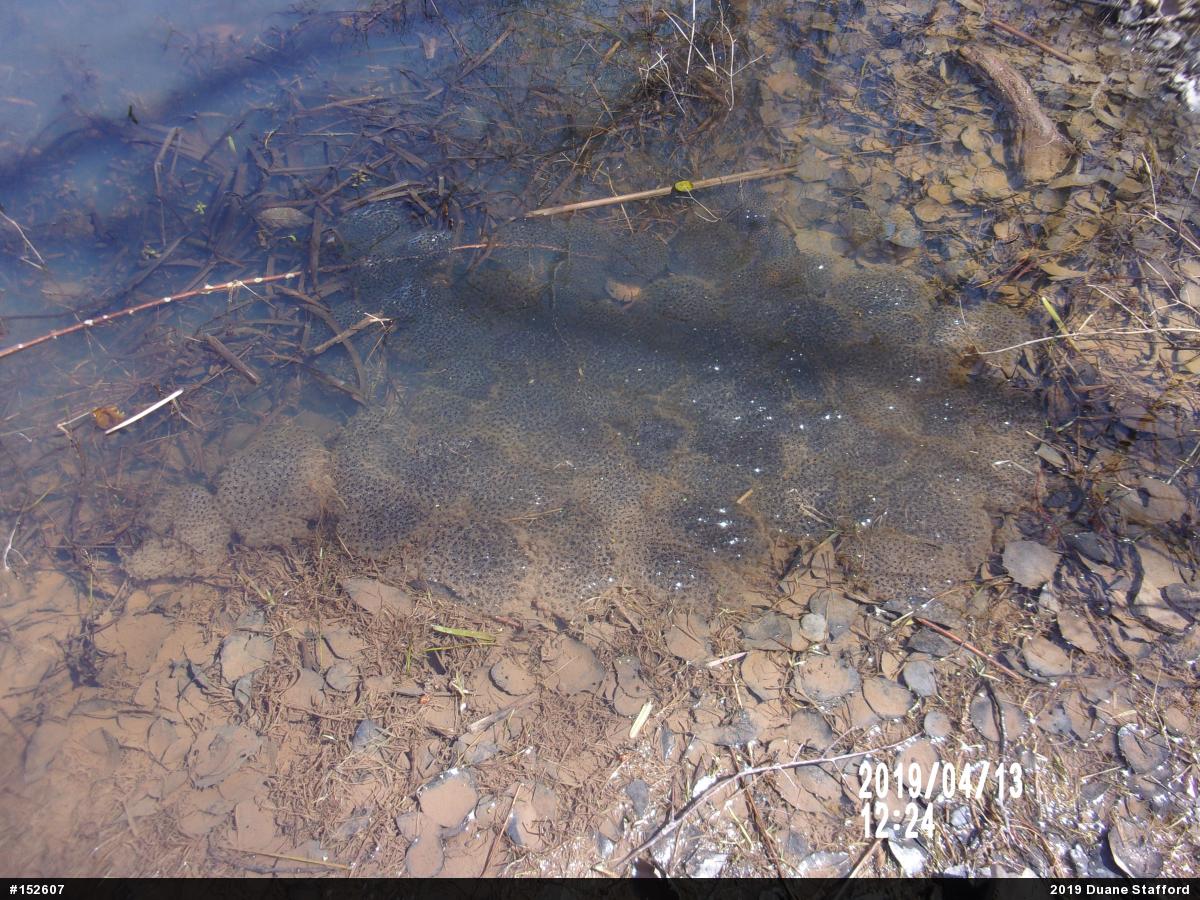 Wood Frog