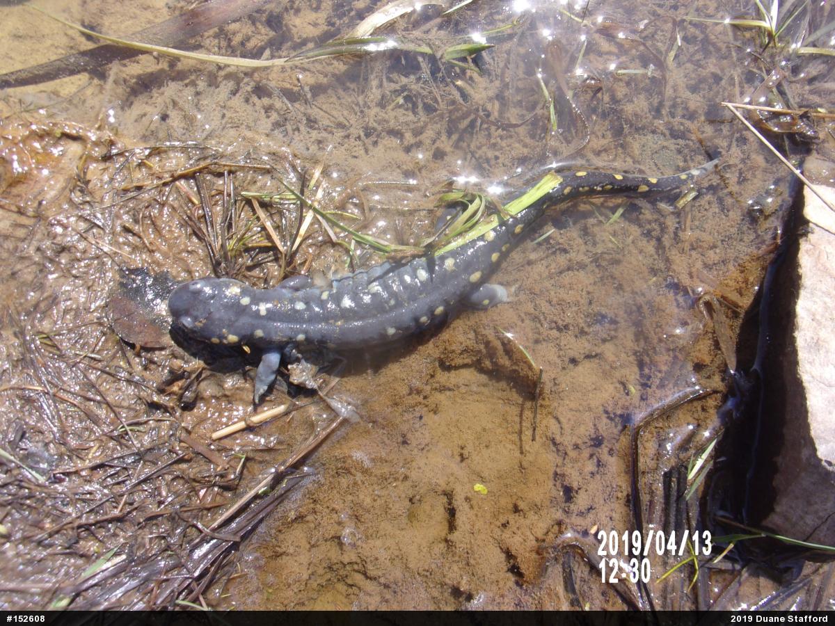 Spotted Salamander