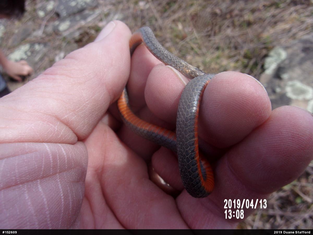 Red-bellied Snake