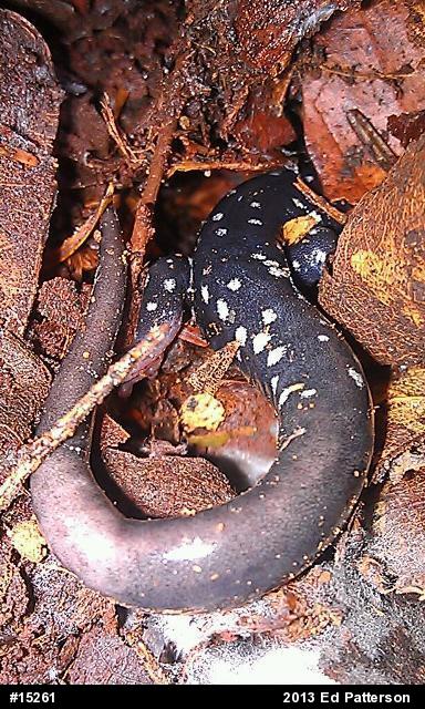 Northern Slimy Salamander