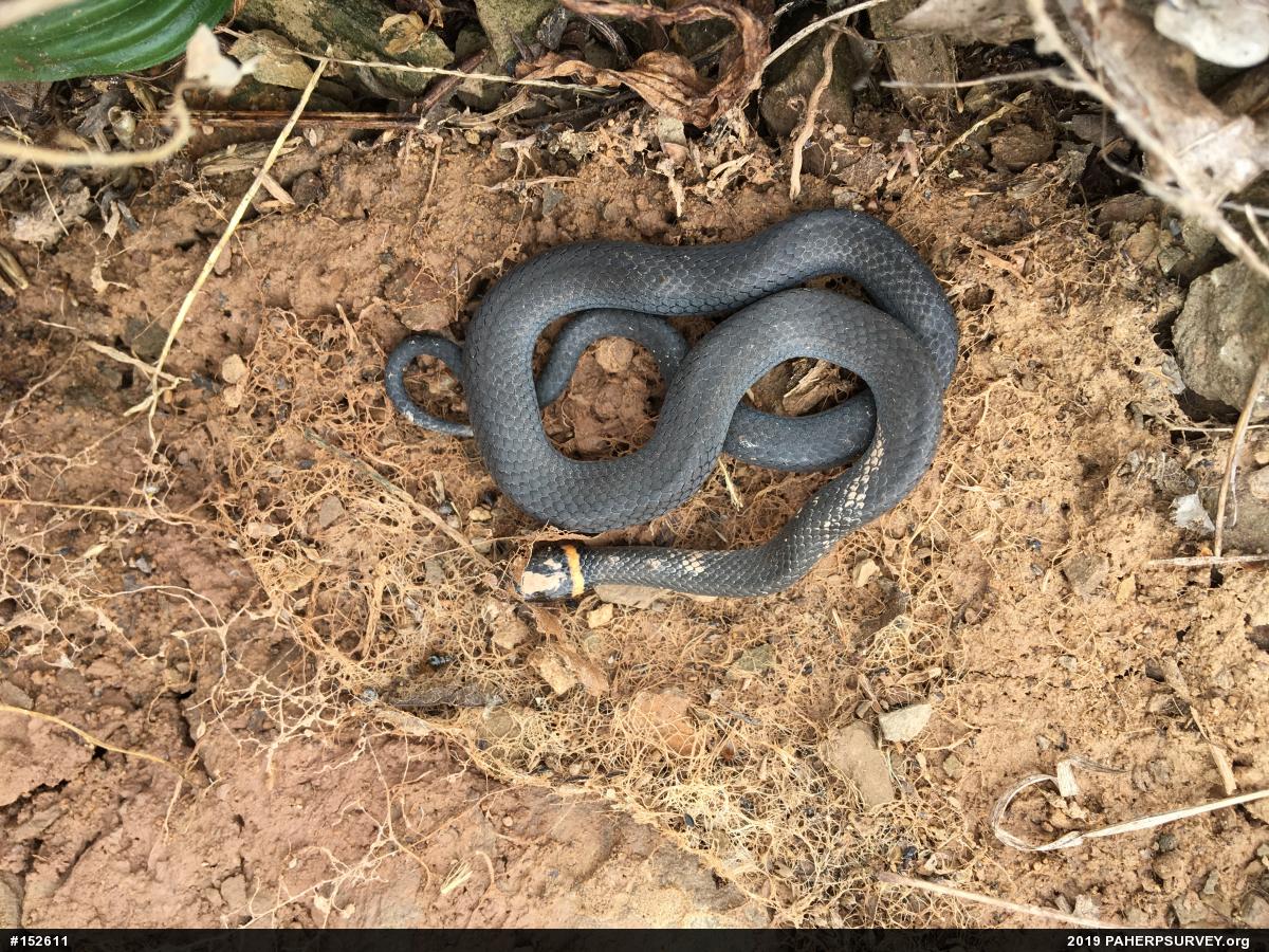 Northern Ring-necked Snake