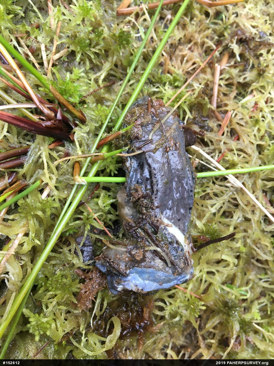 Green Frog