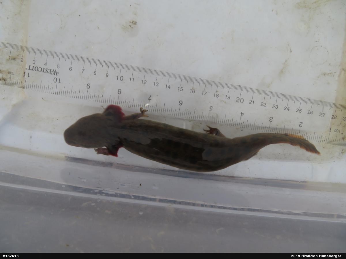 Common Mudpuppy