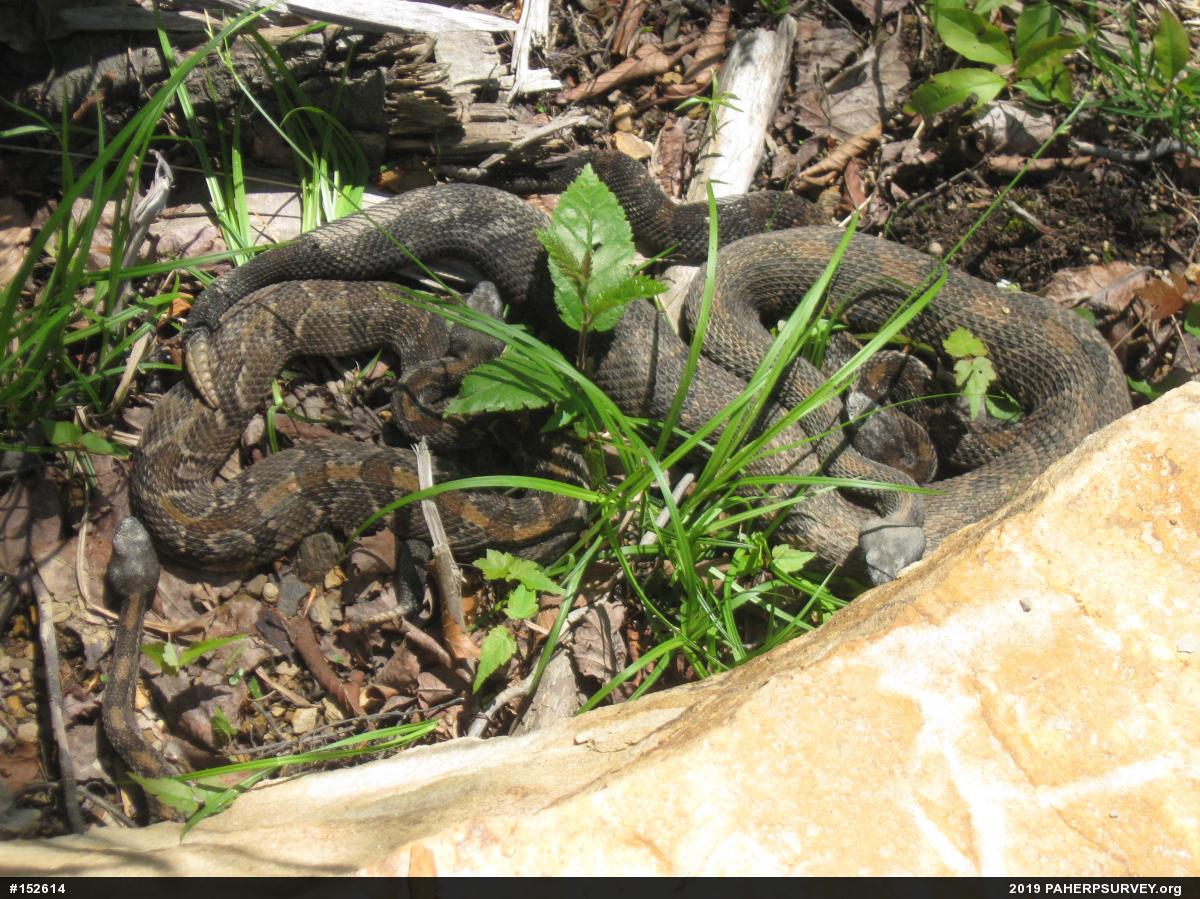 Timber Rattlesnake
