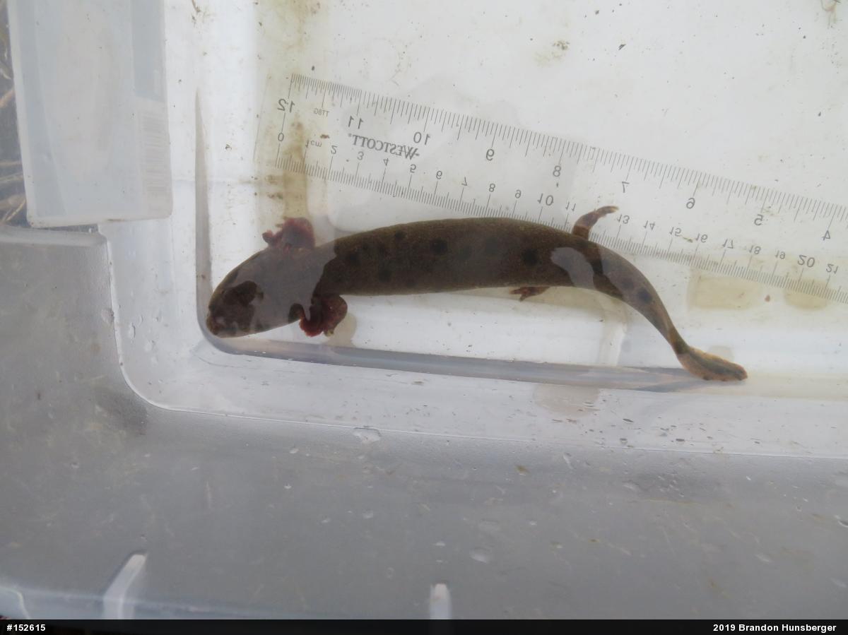 Common Mudpuppy