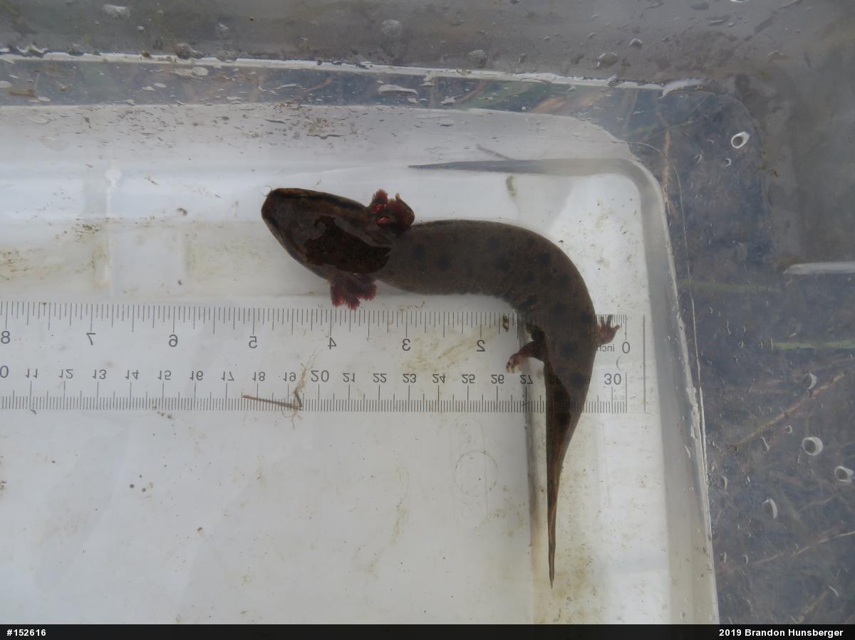 Common Mudpuppy