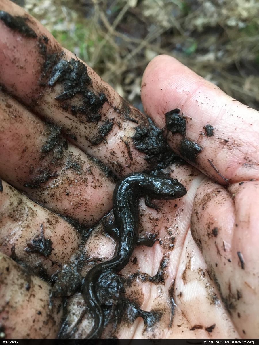 Northern Dusky Salamander