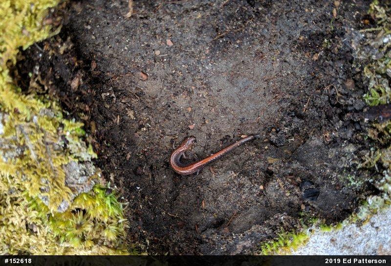 Eastern Red-backed  Salamander