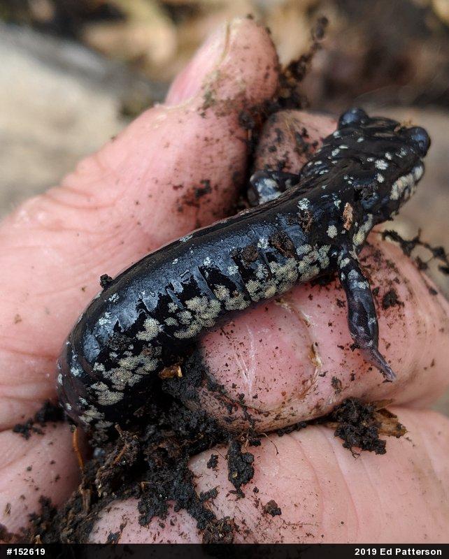 Northern Slimy Salamander