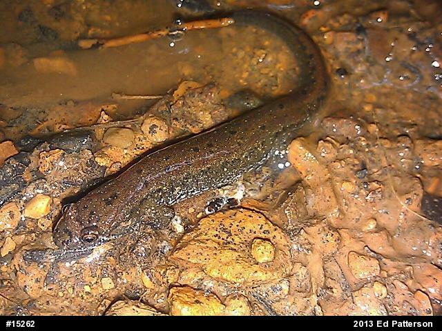 Northern Dusky Salamander