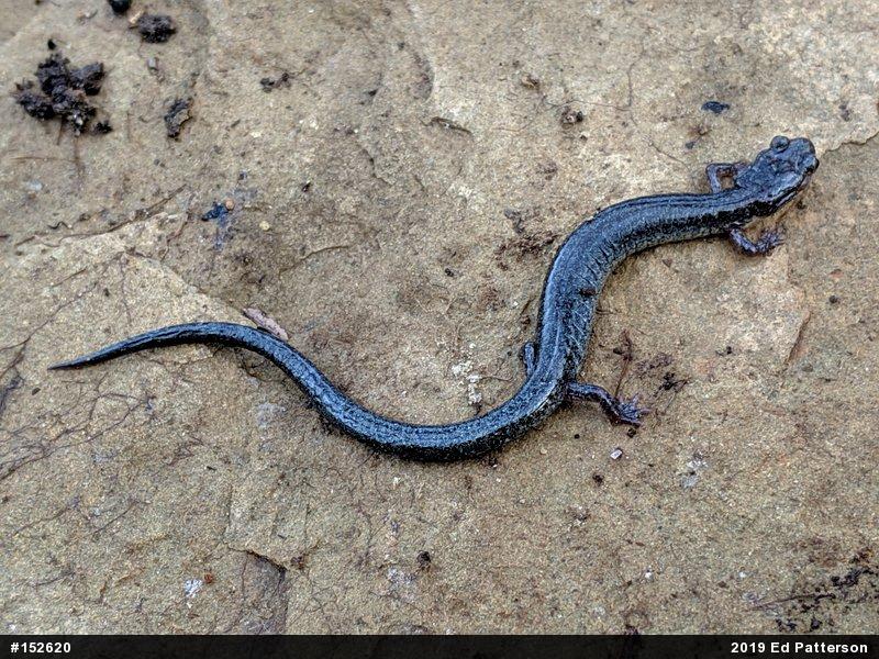 Valley And Ridge Salamander