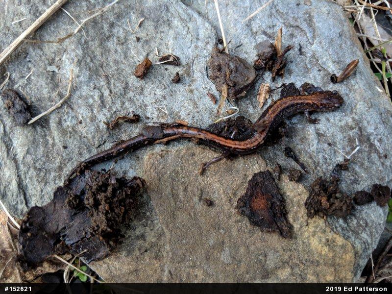 Eastern Red-backed  Salamander