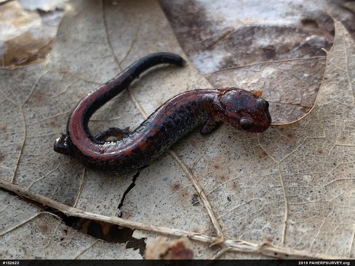 Eastern Red-backed  Salamander
