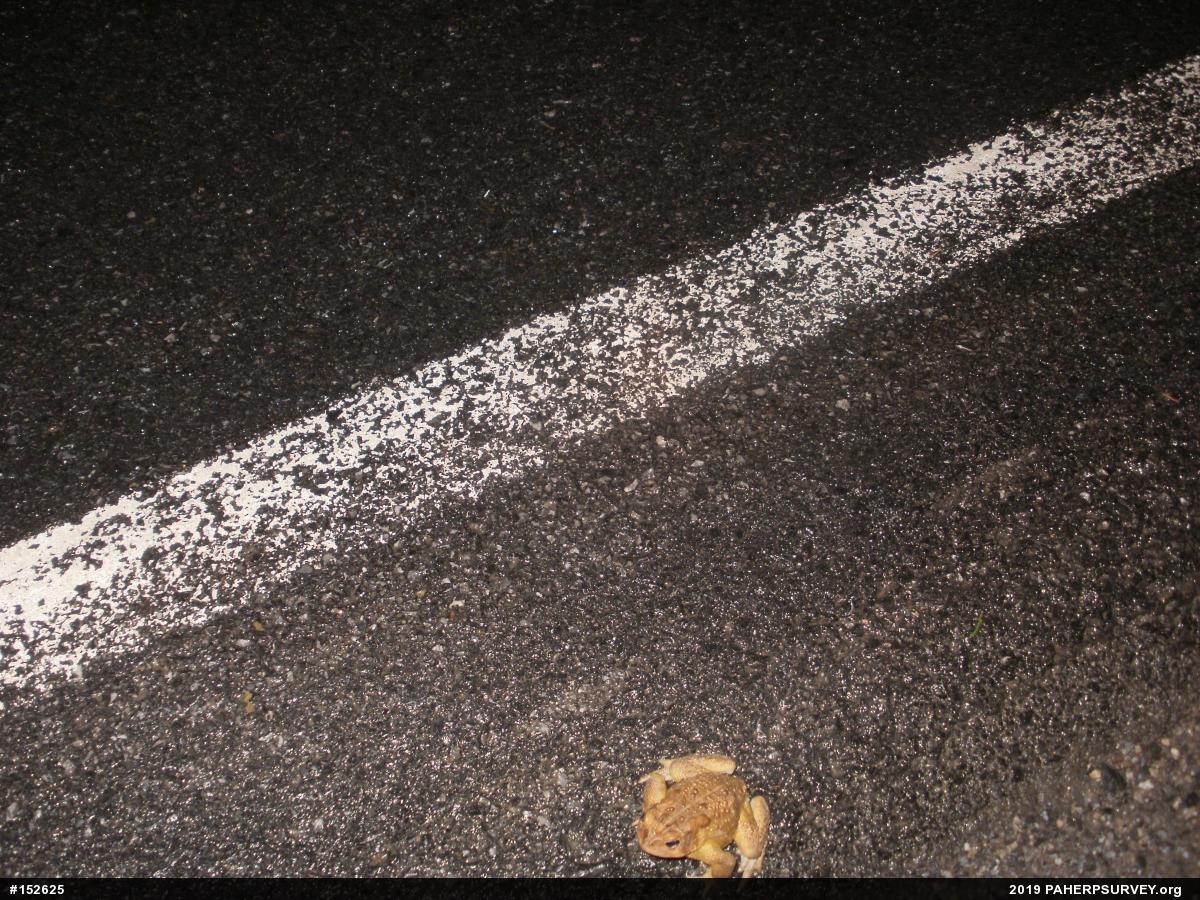 Eastern American Toad