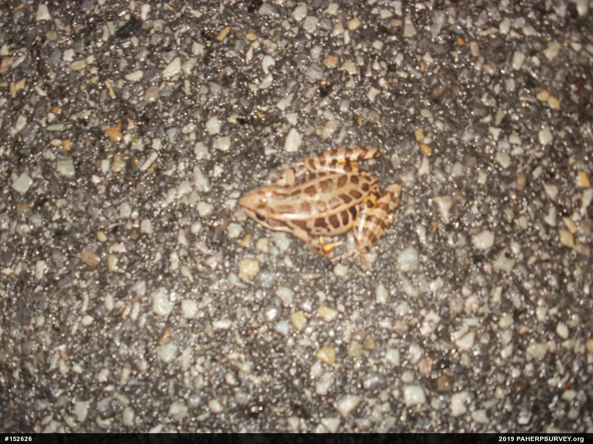 Pickerel Frog