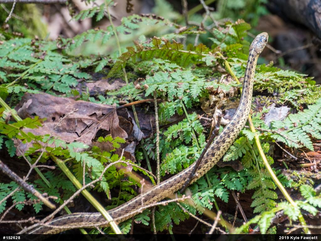 Eastern Gartersnake