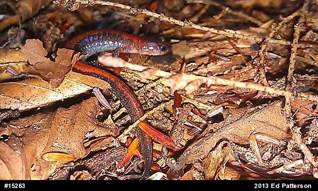 Eastern Red-backed  Salamander