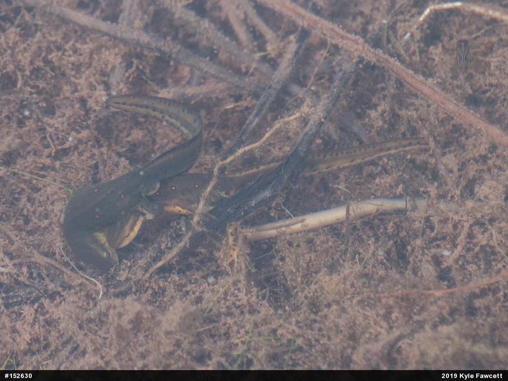 Red-spotted Newt