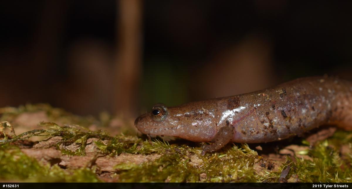 Northern Dusky Salamander