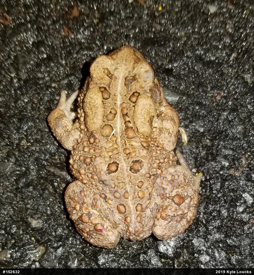 Eastern American Toad