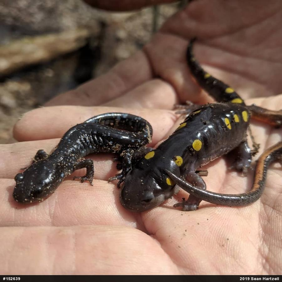 Jefferson Salamander