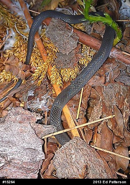 Northern Ring-necked Snake