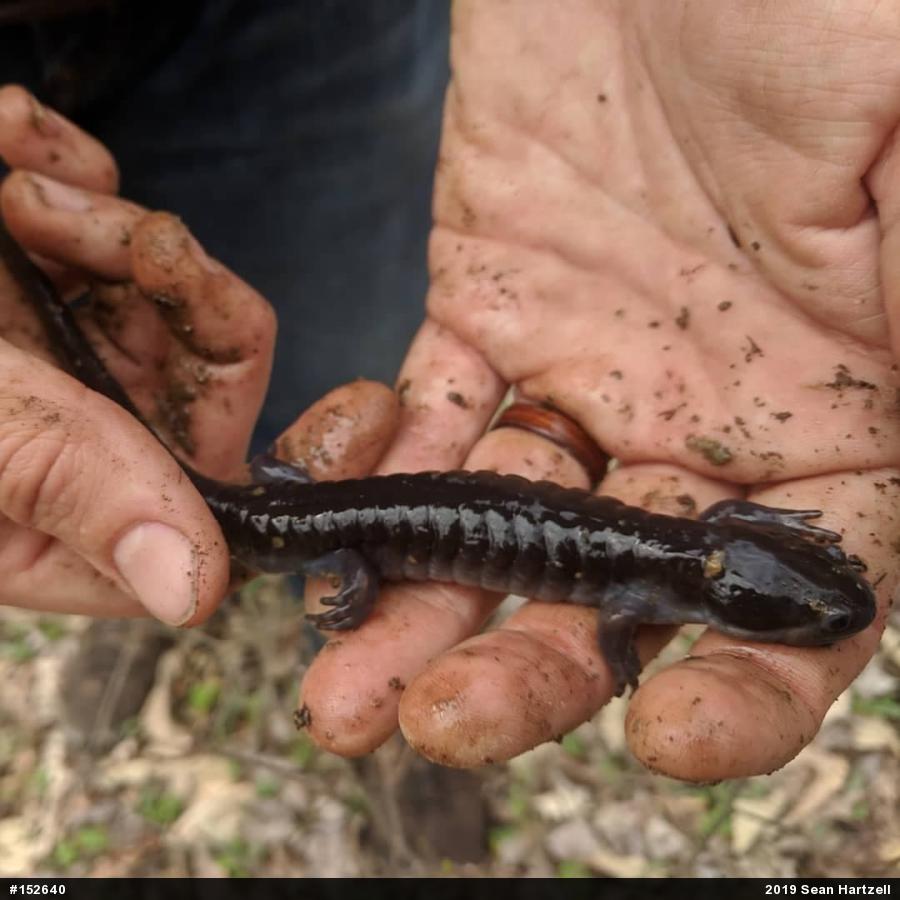 Spotted Salamander