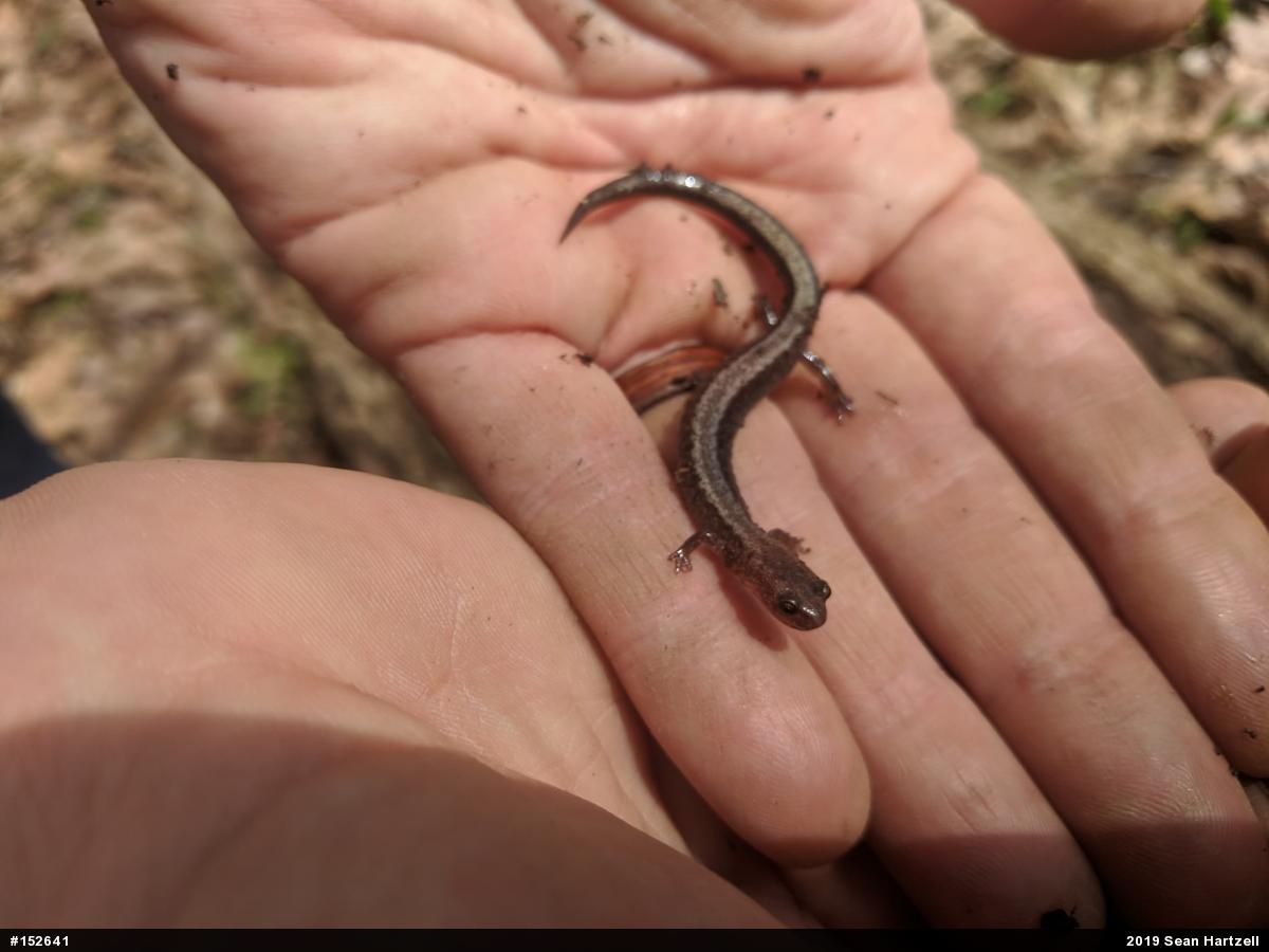 Eastern Red-backed  Salamander