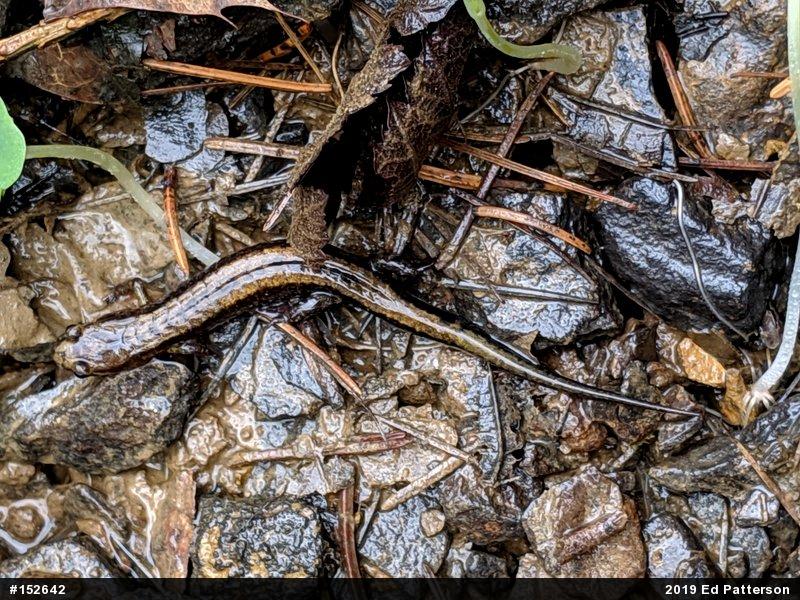 Allegheny Mountain Dusky Salamander