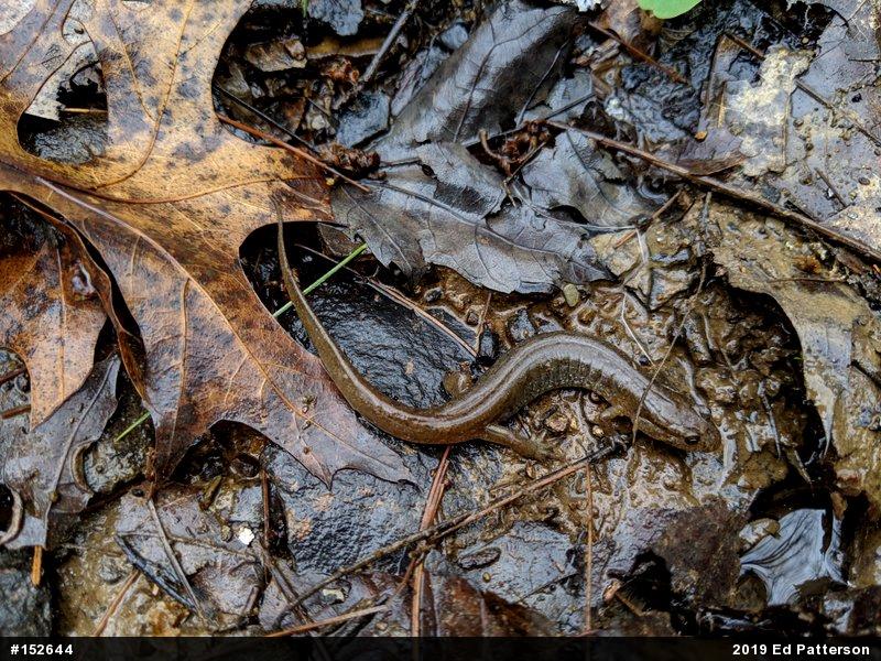 Northern Dusky Salamander