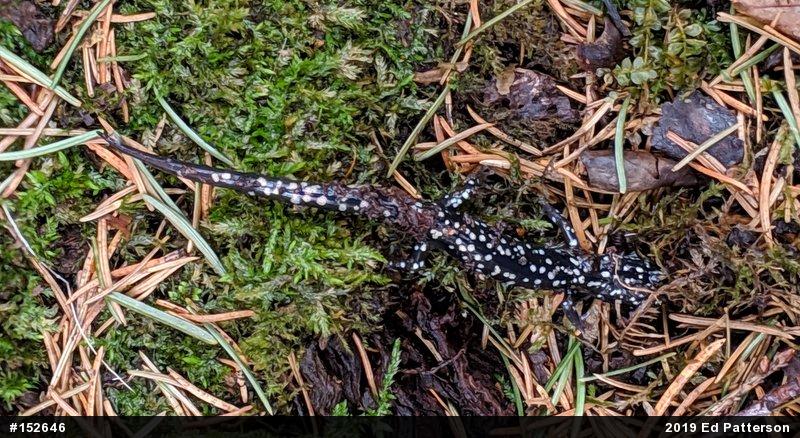 Northern Slimy Salamander