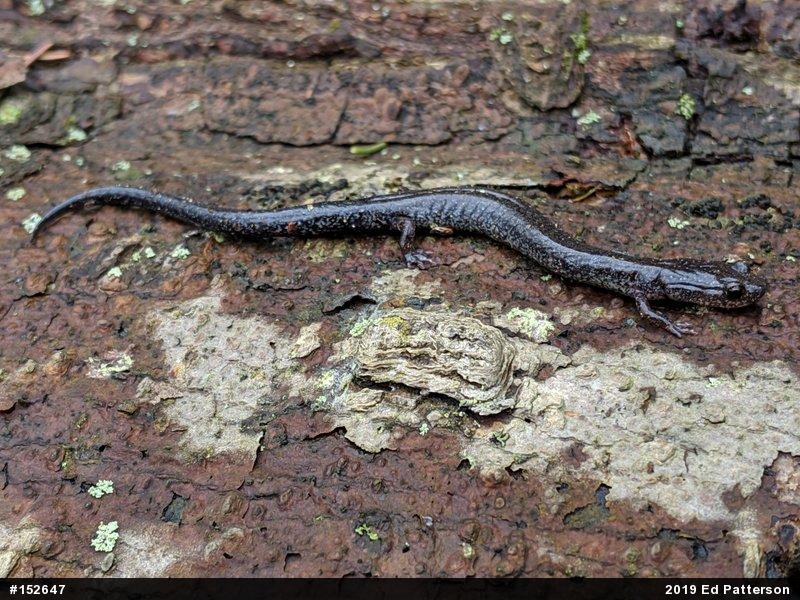 Valley And Ridge Salamander