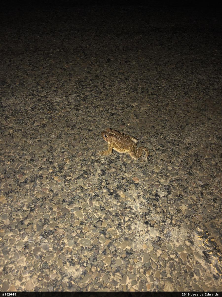 Eastern American Toad
