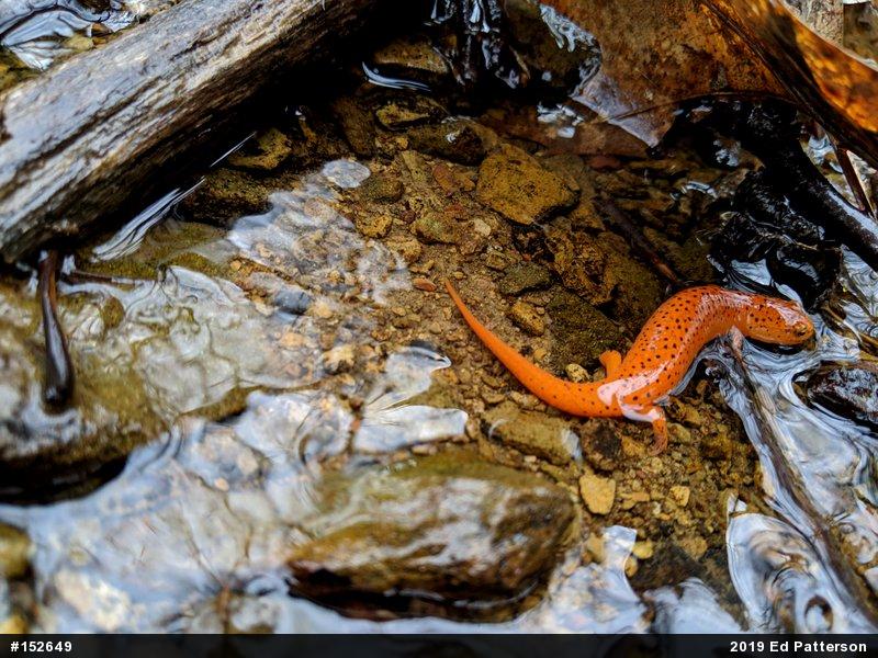 Northern Red Salamander