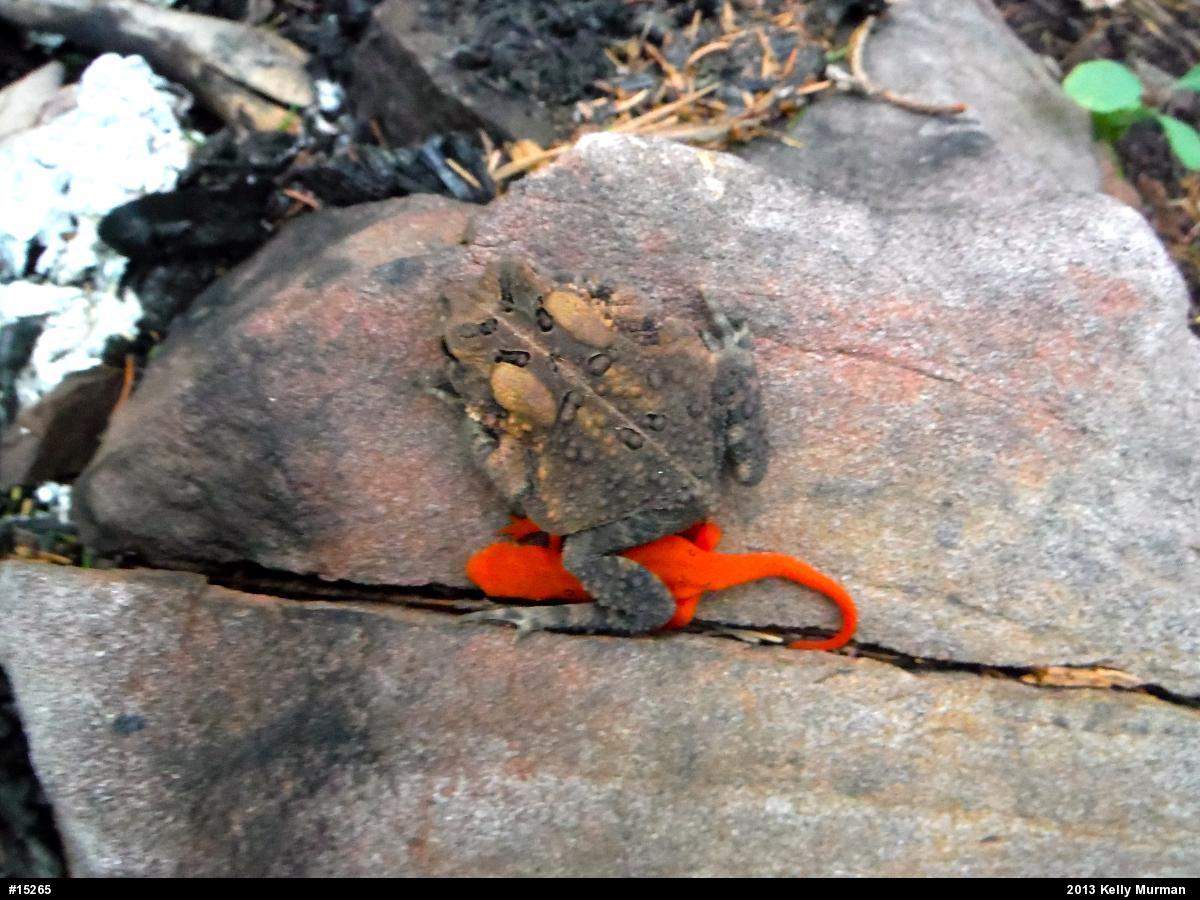 Eastern American Toad