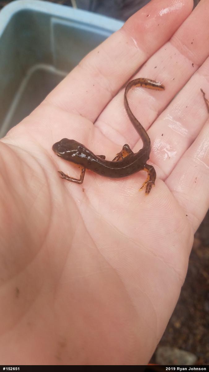 Red-spotted Newt