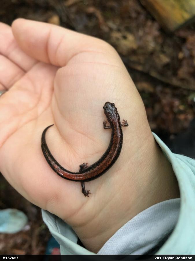 Eastern Red-backed  Salamander
