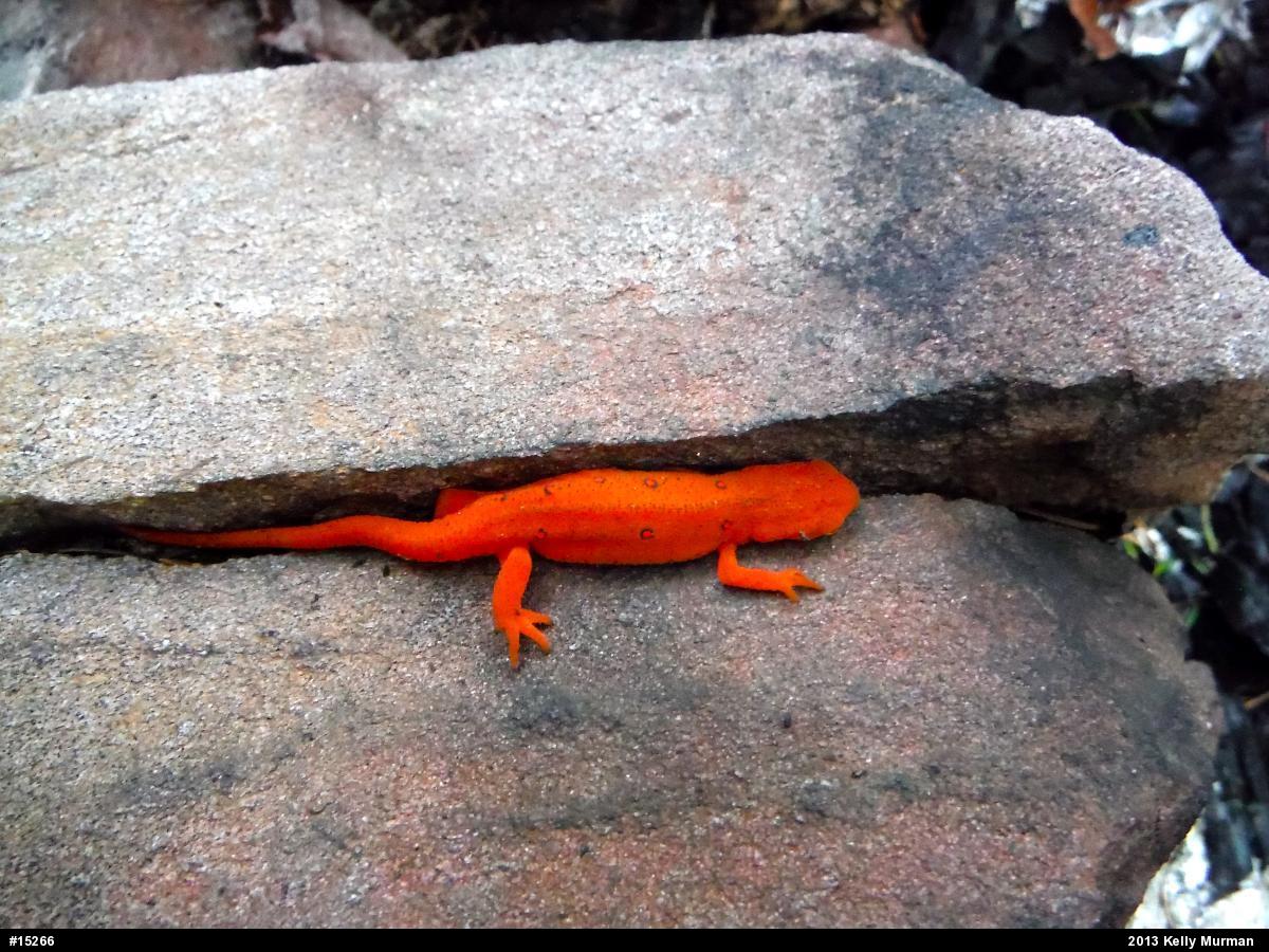 Red-spotted Newt