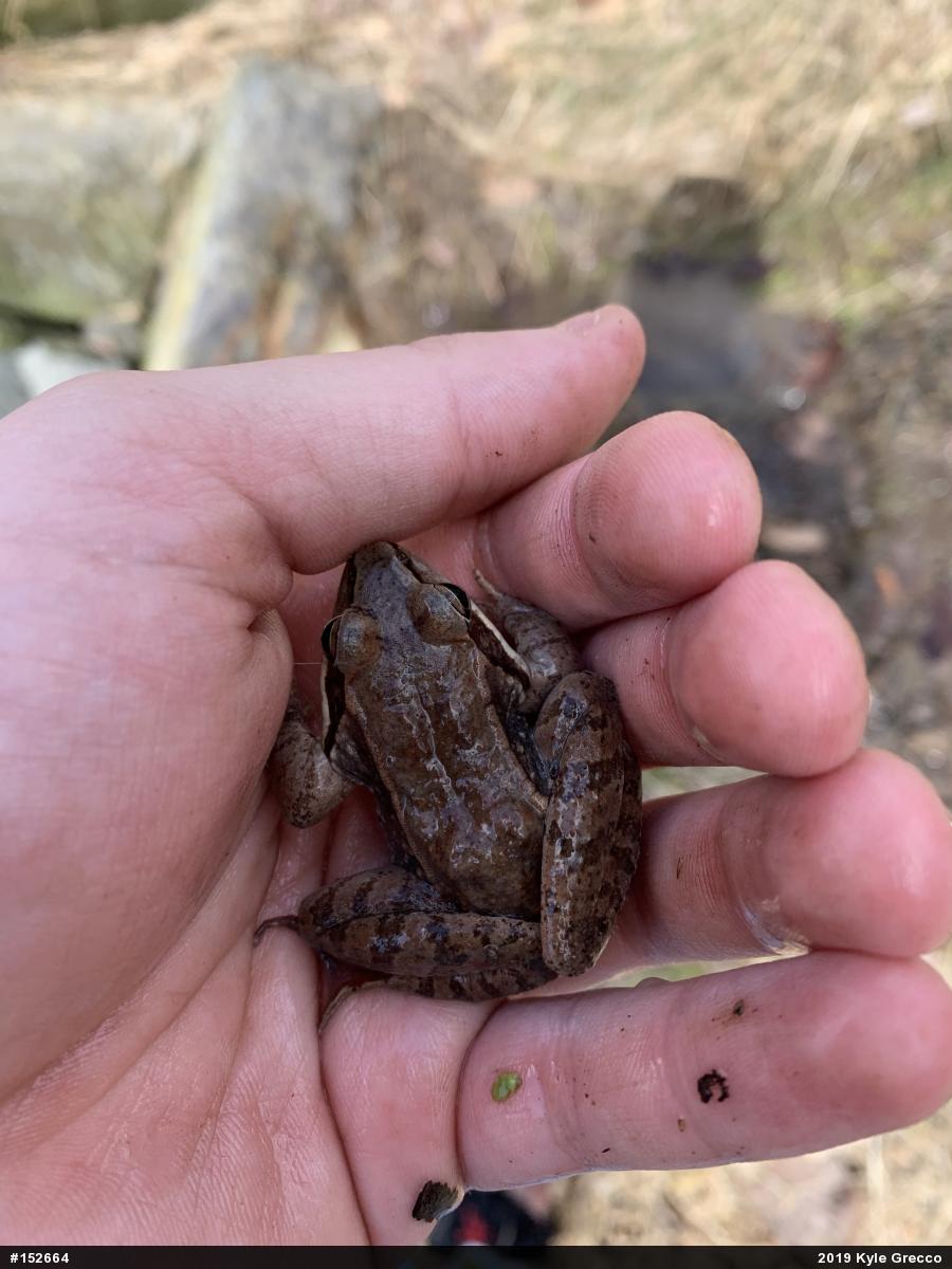 Wood Frog