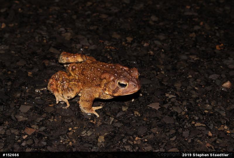 Eastern American Toad