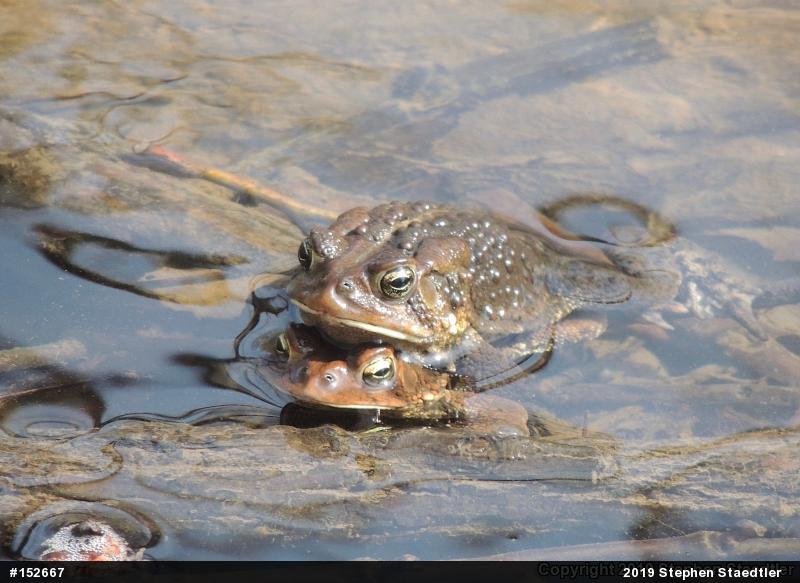 Eastern American Toad