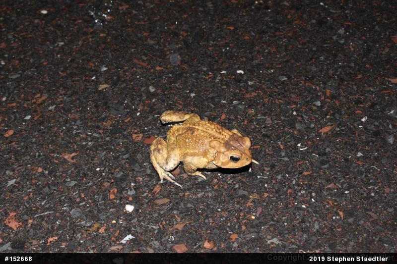 Eastern American Toad