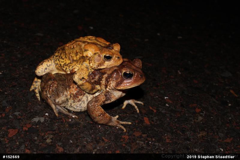Eastern American Toad