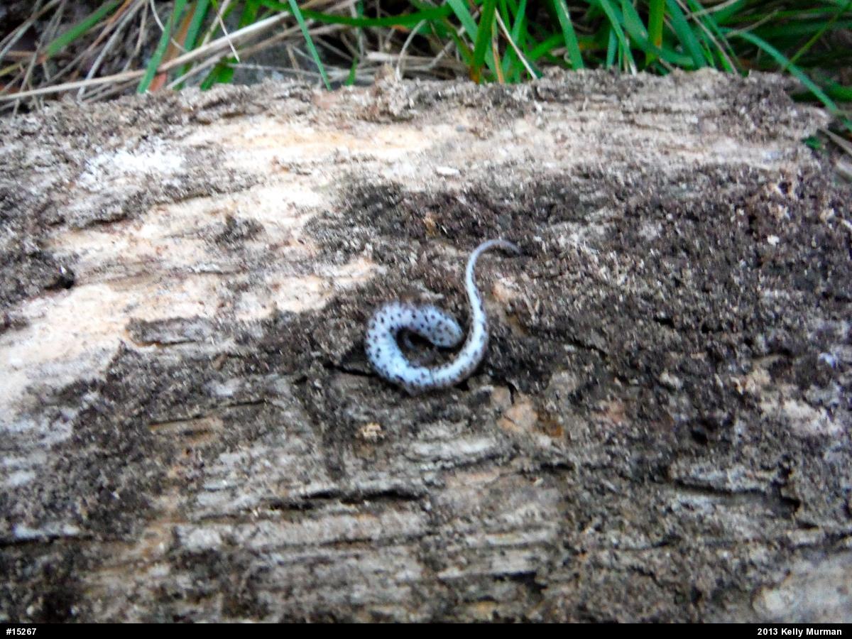 Four-toed Salamander