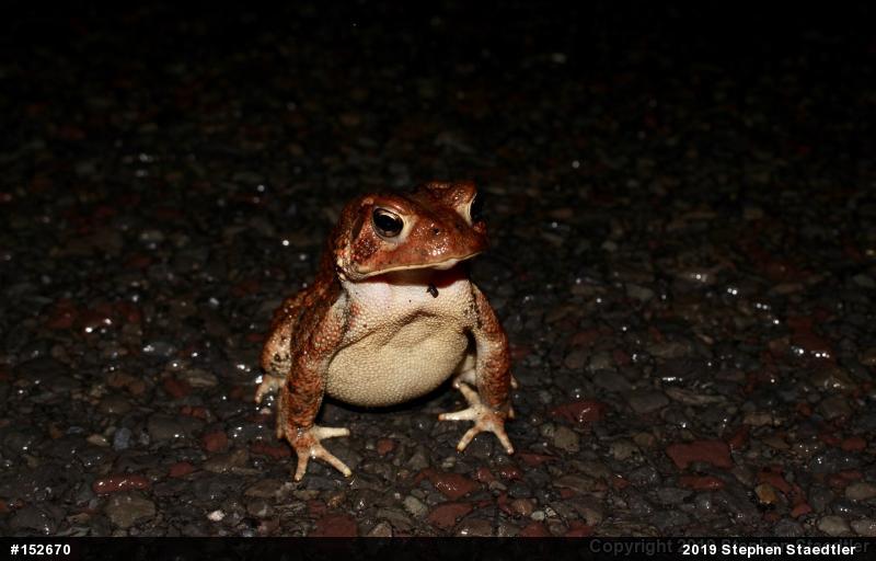 Eastern American Toad