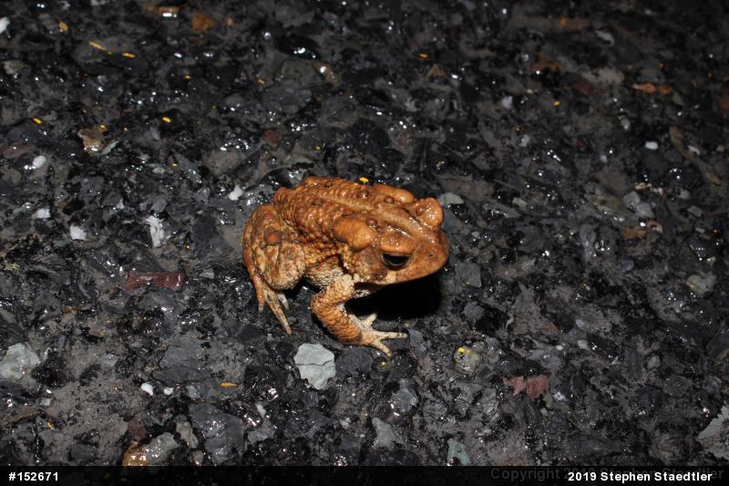 Eastern American Toad