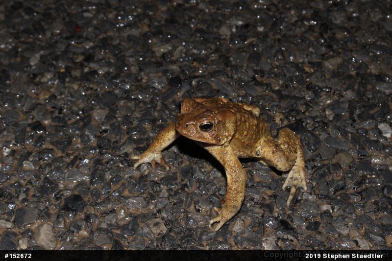 Eastern American Toad