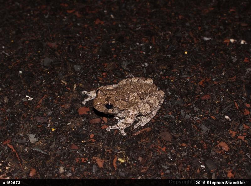 Unknown Gray Treefrog
